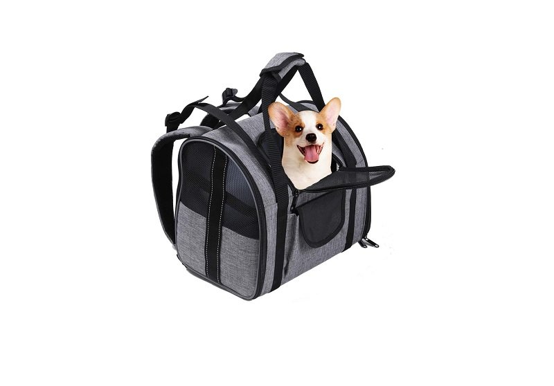 Paris to London With Dog