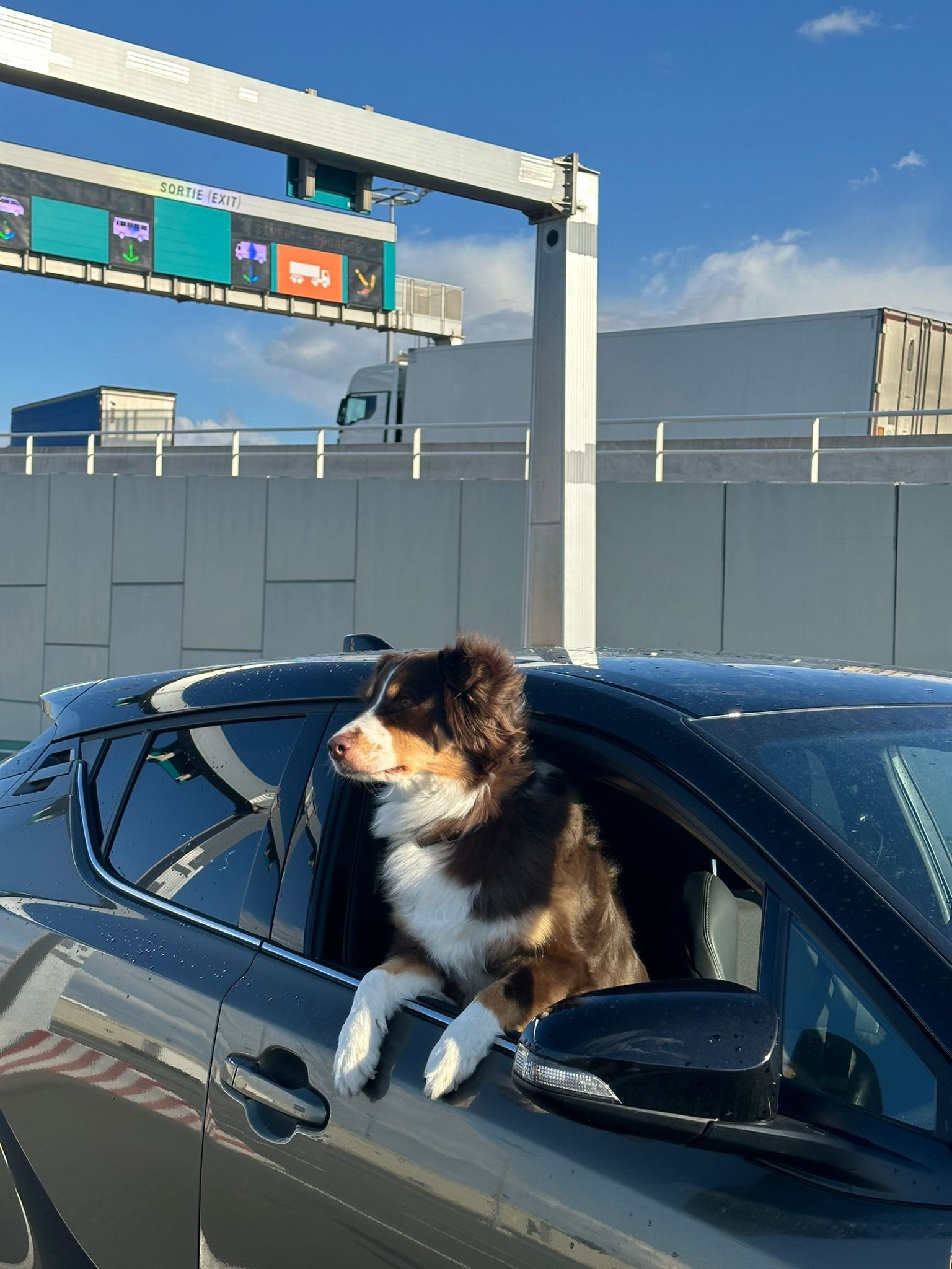pet taxi from Paris to London