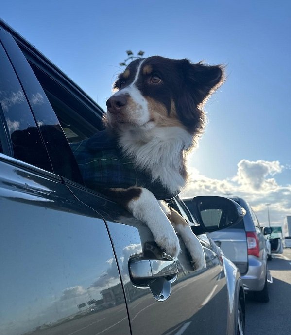 pet taxi paris to london